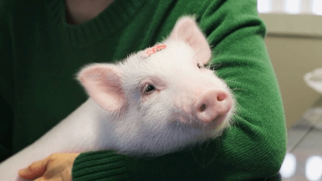 누군가의 품에 안긴 새끼 돼지