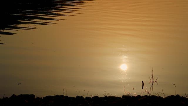 Silhouette of reeds and ripples reflecting sunset over calm water