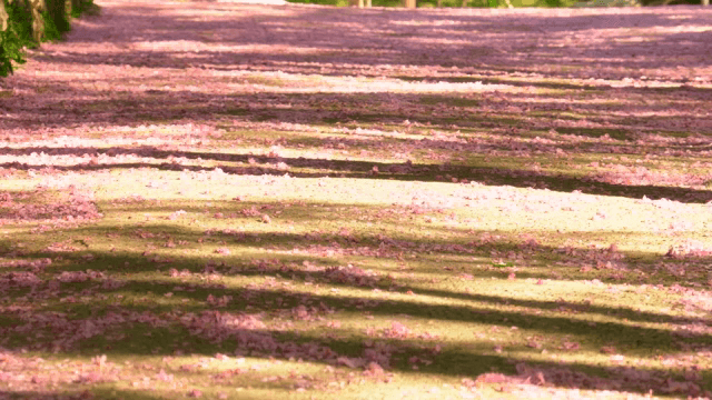 분홍 꽃잎으로 덮인 길