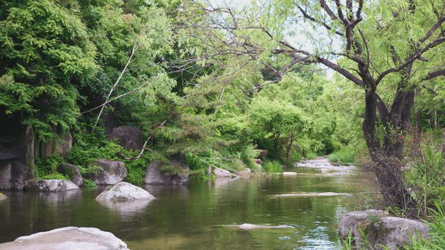 푸른 나무로 둘러싸인 고요한 계곡