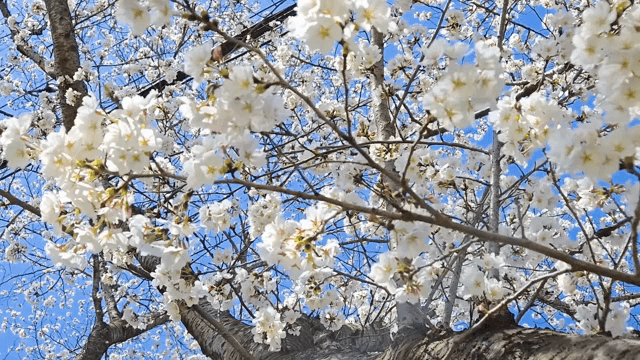 맑은 하늘 아래 핀 벚꽃