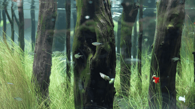 Colorful school of fish swimming among aquatic plants