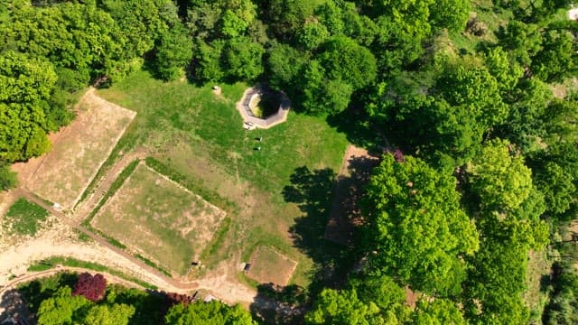 Aerial view of a lush green forest