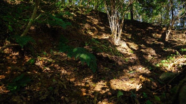Forest landscape on a sunny day with foliage and stones