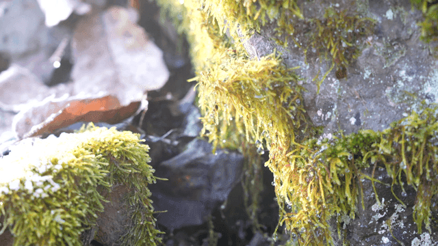 Moss-covered rocks with morning dew