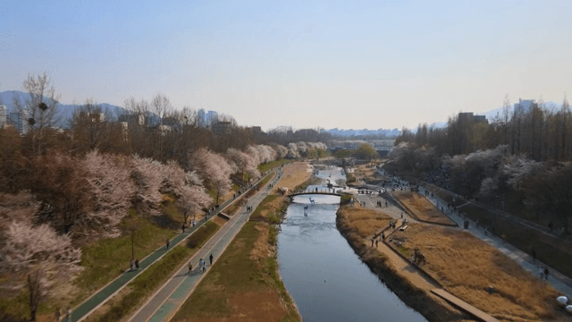 강변 공원의 산책길을 따라 늘어선 벚꽃