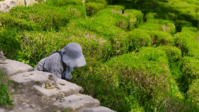 신선한 녹차 잎을 손으로 따기