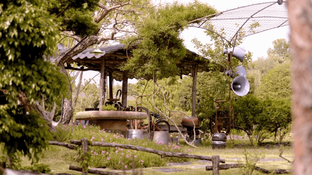 Serene garden with lush greenery