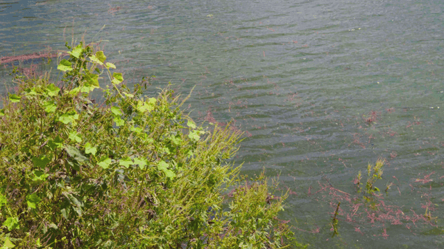 Green plants by a flowing river