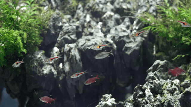 Colorful fish swimming in an aquarium