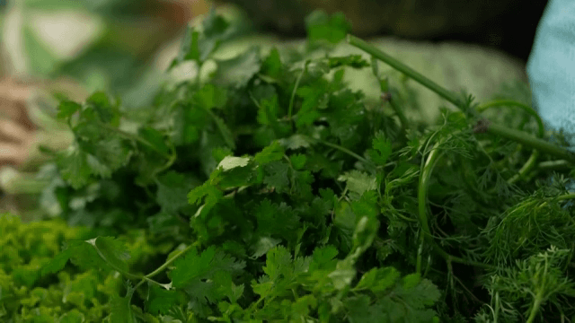 신선한 고수 잎 다발