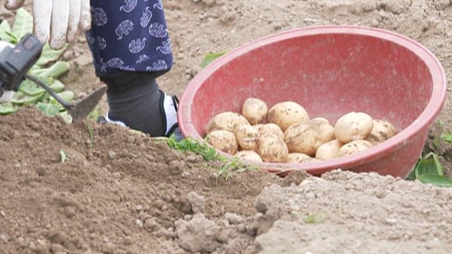 Person Harvesting Potatoes and Placing Them in a Red Bucket