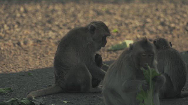 Monkeys in an Alley Eating Greens