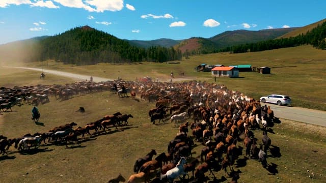 목동의 지시에 따라 대열을 이루는 말 떼