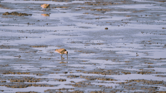 Birds foraging through their beaks in the muddy tidal wetland