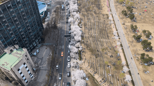 Cherry blossoms lining a city street