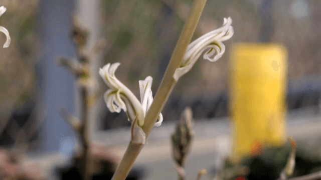 정원에서 싹트는 식물의 근접 촬영