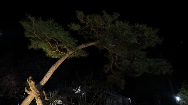 밤에 조명이 비치는 소나무