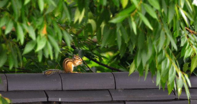 Chipmunk eating on a rooftop under leaves