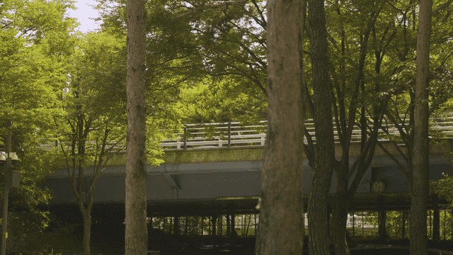 Bridge surrounded by green trees