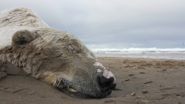 Polar Bear Carcass on Sandy Beach