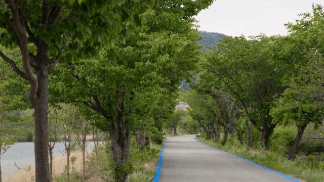 푸른 나무가 늘어선 고요한 길