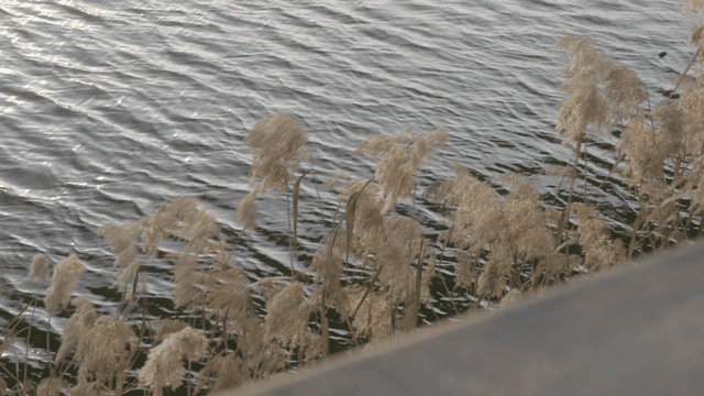 Reeds swaying by the water's edge