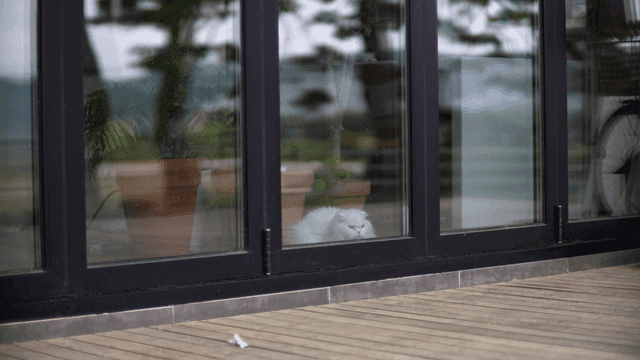 White cat resting indoors by a window