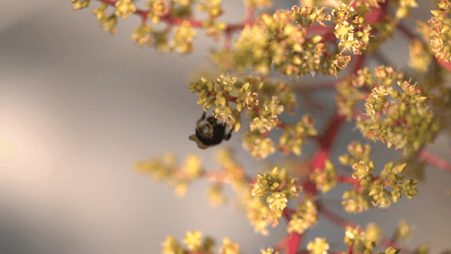 Bumblebees collecting nectar from flowers