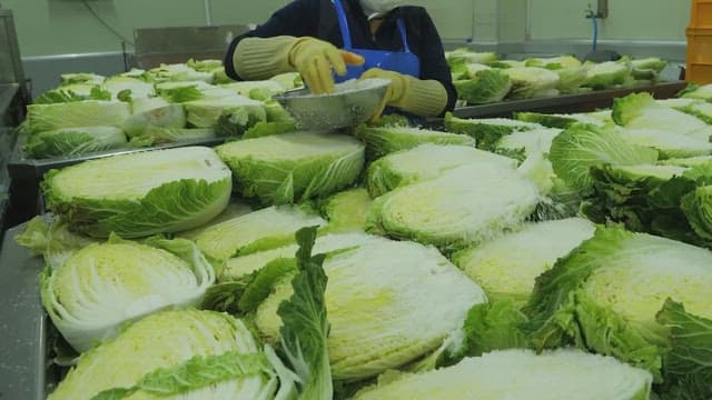 Person spreading salt on cut napa cabbages in a processing facility