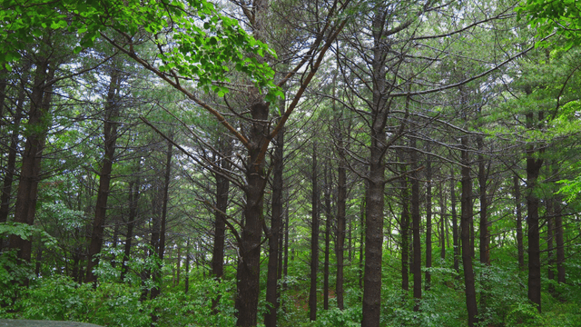 키 큰 나무가 있는 울창한 숲
