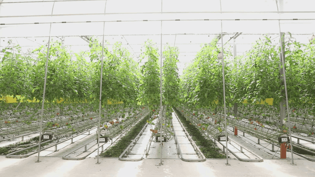 온실에서 자라는 식물의 줄