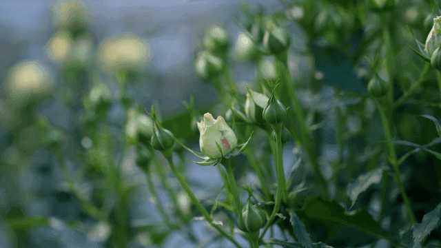 Garden with rose buds