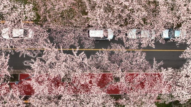 도시 거리를 따라 핀 벚꽃