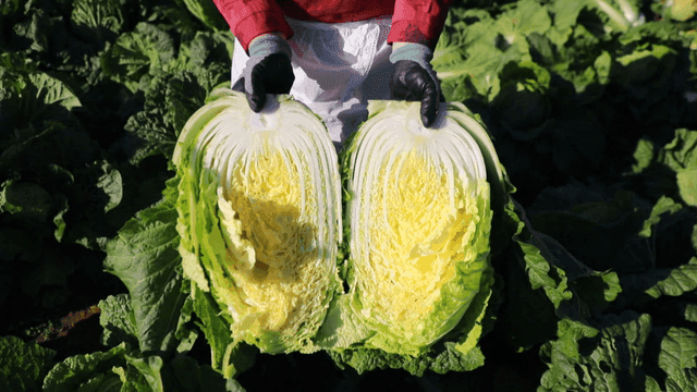 Harvesting fresh cabbage in the field