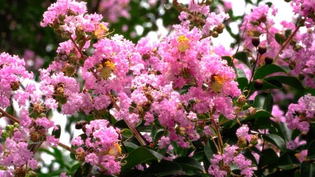 Vibrant pink flowers in full bloom