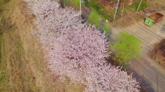 아름다운 거리를 따라 핀 벚꽃