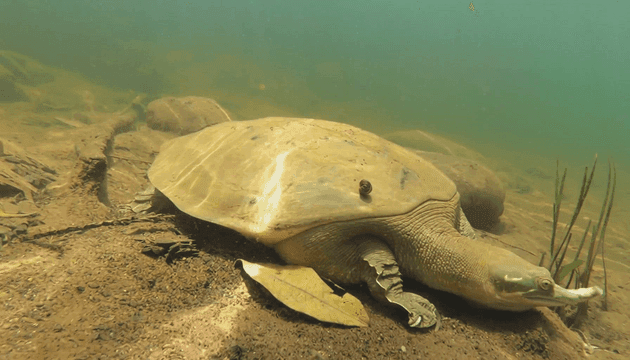 Turtle resting in water