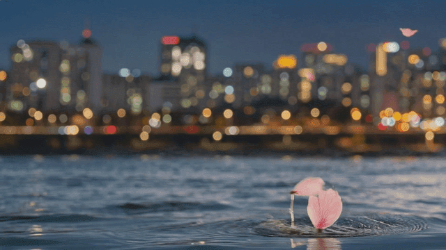 Cherry blossoms fallen on night river