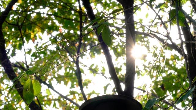 Sunlight filtering through leaves on a tree