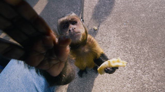 Monkey Enjoying a Banana while Looking Up