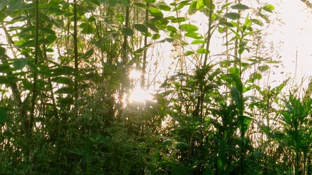 Sunlight streaming through lush green foliage by the water