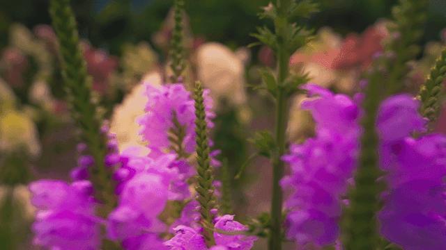 Vibrant purple flowers in garden