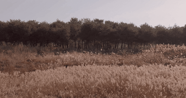 키 큰 억새풀과 나무가 있는 고요한 들판