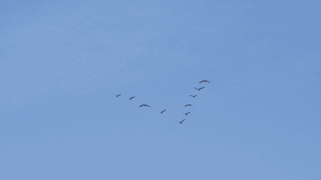 Birds flying in a V-formation across the sky