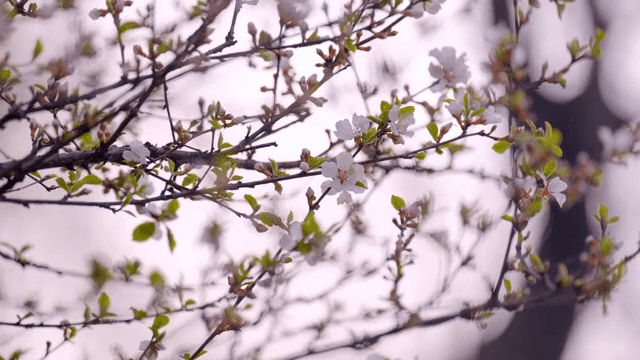 가지에 핀 핑크빛 벚꽃