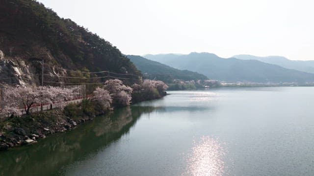 Cherry blossoms along a serene lakeside