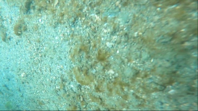 바닷속에서 거대한 문어를 잡아 올리는 다이버