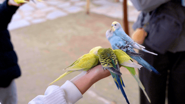 Colorful parrots sitting on human hands
