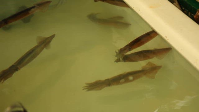 Squid Swimming in a Contained Water Tank